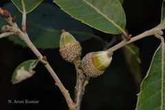 Quercus leucotrichophora